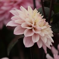 Melody Harmony Dahlia Tuber