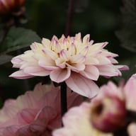 Melody Harmony Dahlia Tuber