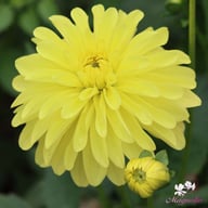 Melody Latin Dahlia Tuber
