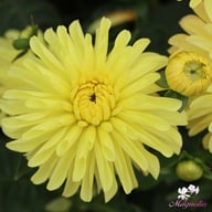 Melody Latin Dahlia Tuber