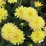 Melody Latin Dahlia Tuber