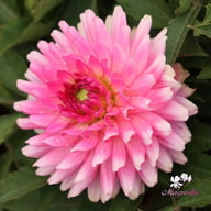 Melody Lizza Dahlia Tuber