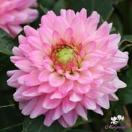 Melody Lizza Dahlia Tuber