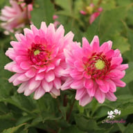 Melody Lizza Dahlia Tuber