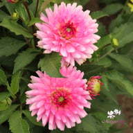 Melody Lizza Dahlia Tuber