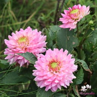 Melody Lizza Dahlia Tuber
