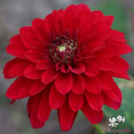 Melody Mambo Dahlia Tuber