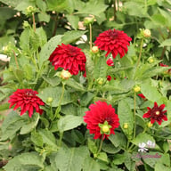 Melody Mambo Dahlia Tuber