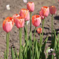 Menton Tulip Bulbs