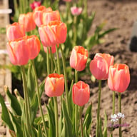 Menton Tulip Bulbs