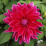 Mero Star Dahlia Tuber