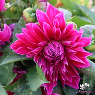Mero Star Dahlia Tuber