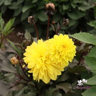 Meteorite Dahlia Tuber