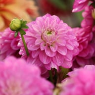 Meva Dahlia Tuber