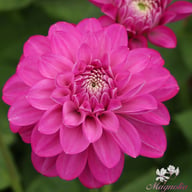 Meva Dahlia Tuber
