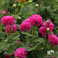 Meva Dahlia Tuber