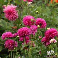 Meva Dahlia Tuber