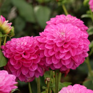 Meva Dahlia Tuber