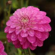 Meva Dahlia Tuber