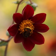Mexican Star Dahlia Tuber