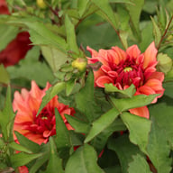Mgg 27 Dahlia Tuber