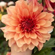 Mgg 41 Dahlia Tuber