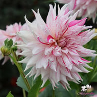 Mick's Peppermint Dahlia Knöl