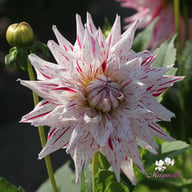 Mick's Peppermint Dahlia Knöl