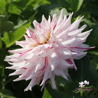 Mick's Peppermint Dahlia Knöl