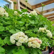 Midori Buke Pelargonium Cutting