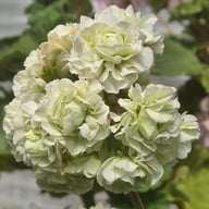 Midori Buke Pelargonium Cutting