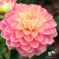 Milena Fleur Dahlia Knöl