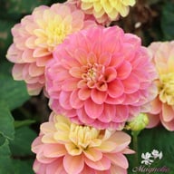 Milena Fleur Dahlia Knöl