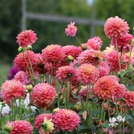 Milena Fleur Dahlia Knöl