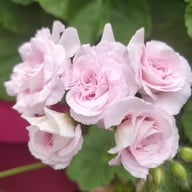 Millfield Rose Pelargonium Cutting