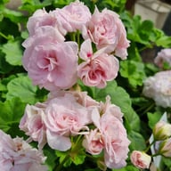 Millfield Rose Pelargonium Cutting