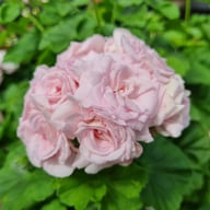 Millfield Rose Pelargonium Cutting