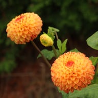 Mirella Dahlia Tuber