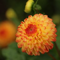 Mirella Dahlia Tuber