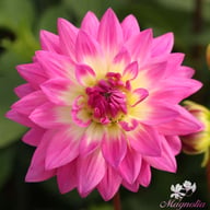 Miss Delilah Dahlia Tuber