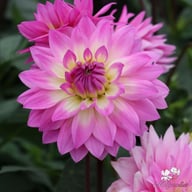 Miss Delilah Dahlia Tuber
