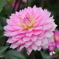 Miss Delilah Dahlia Tuber