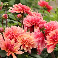 Misses Dutch Dahlia Tuber