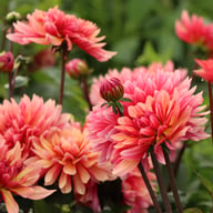 Misses Dutch Dahlia Tuber
