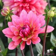 Misses Dutch Dahlia Tuber