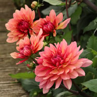 Misses Dutch Dahlia Tuber