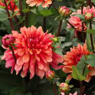 Misses Dutch Dahlia Tuber