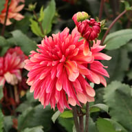 Misses Dutch Dahlia Tuber