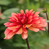 Misses Dutch Dahlia Tuber