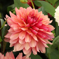 Misses Dutch Dahlia Tuber
